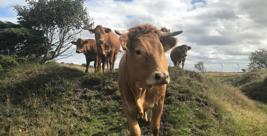 Køer på Lønborg Hede