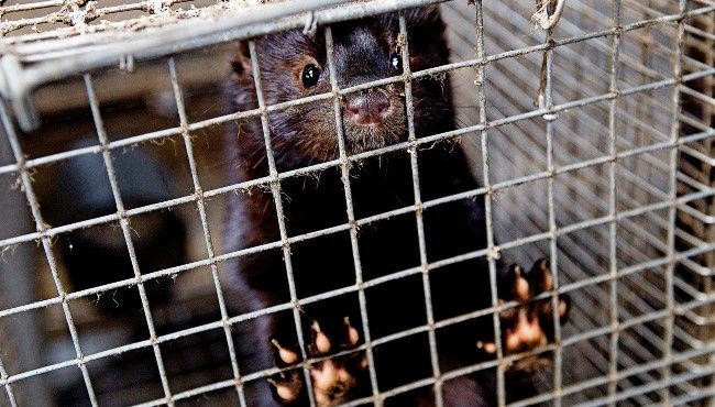 Kommunen klar med hjælp til minkavlere