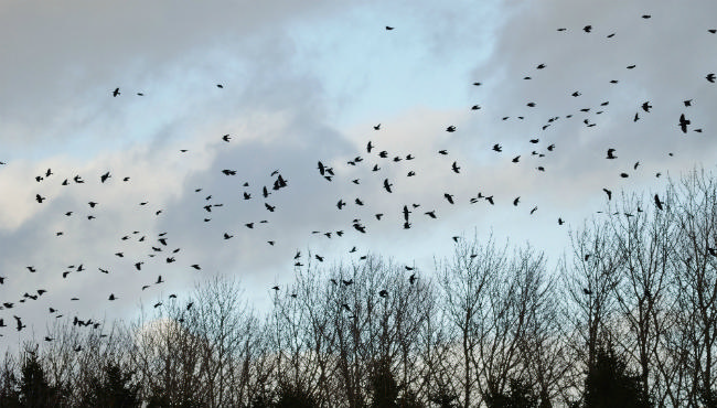 Landdistriktsrådet tager igen på turne